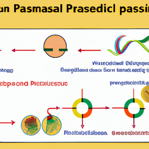 Plasmids in Recombinant DNA Technology: The Essential Molecular Tools