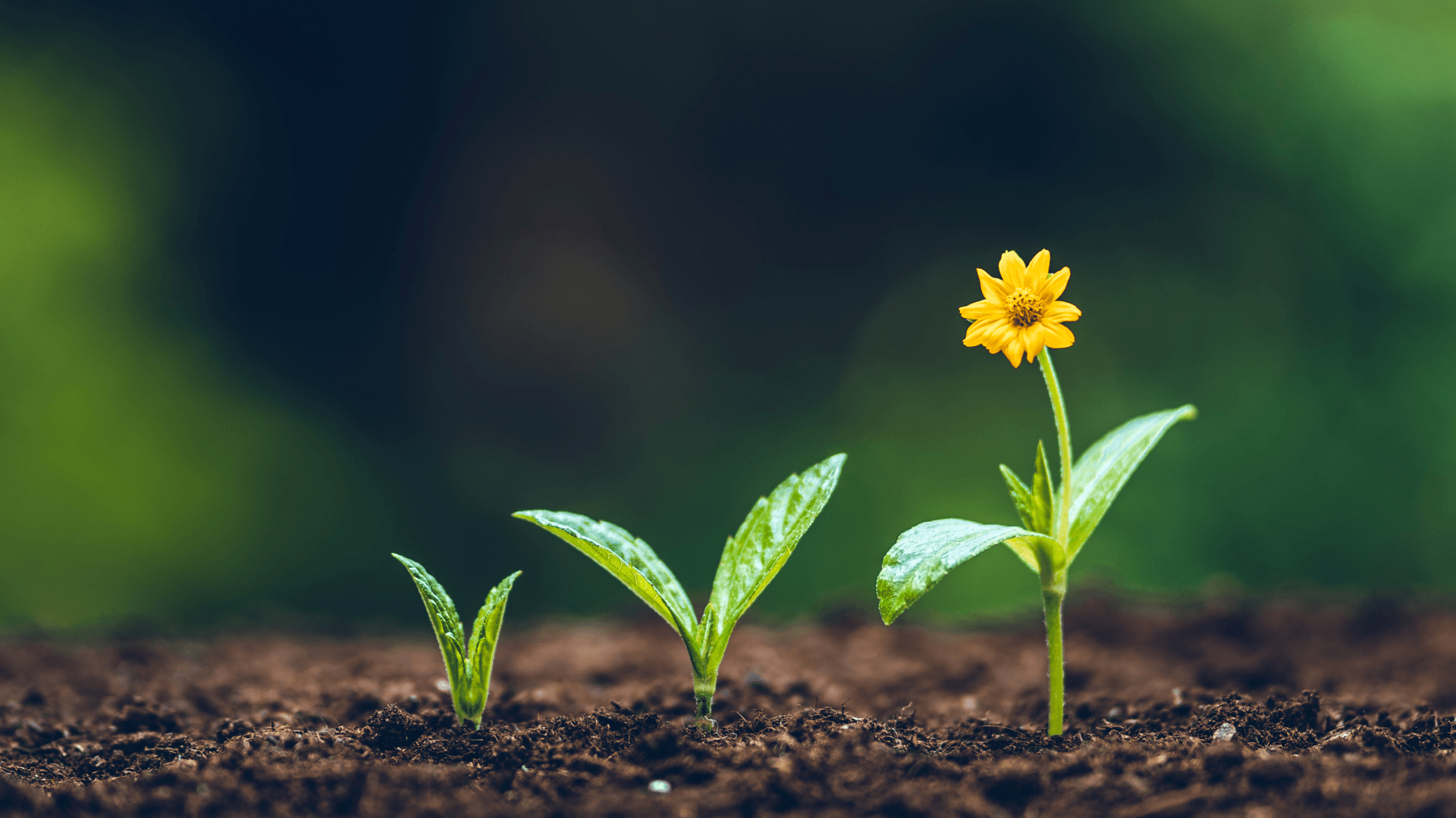 How to Grow a Landscaping Business: Complete Guide to Success