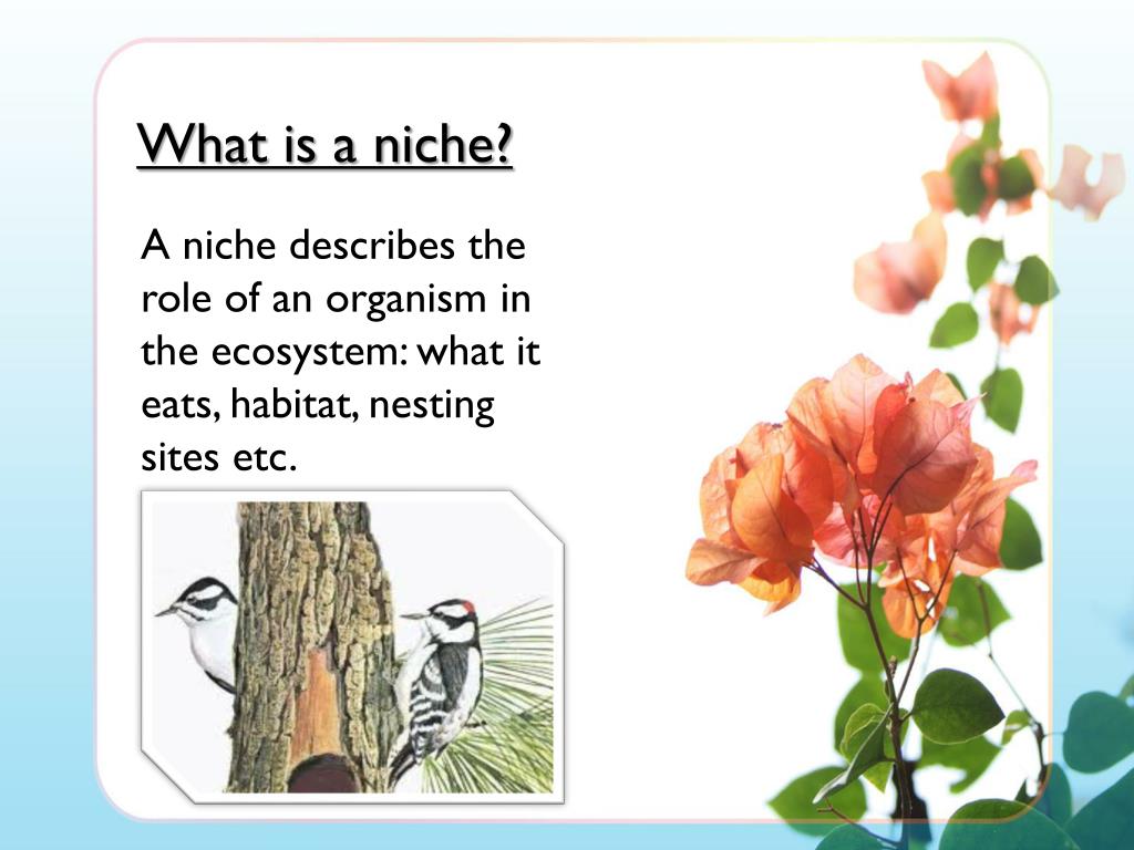 Niche Science: Understanding Specialized Scientific Disciplines and Their Impact