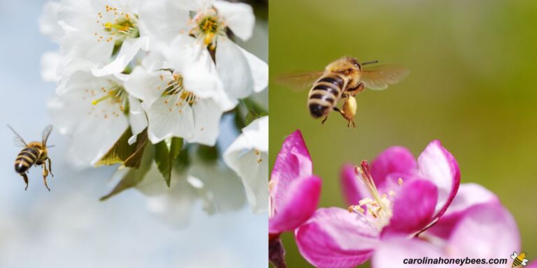 Honey Bee Flight Range: Complete Guide to Foraging Distance and Hive Territory